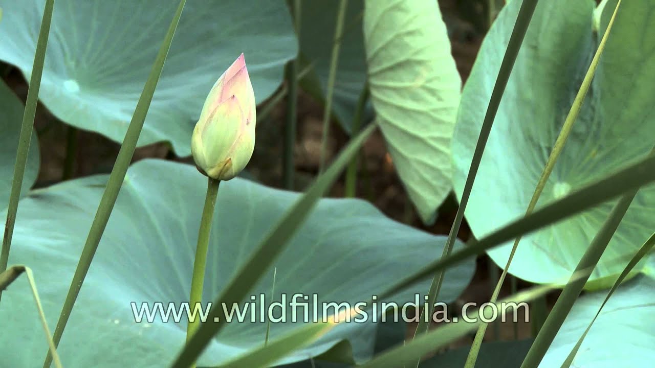 bud of lotus flower nelumbo nucifera youtube
