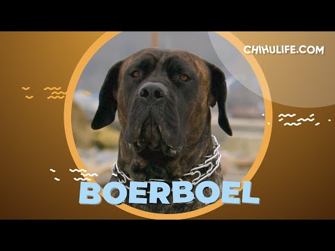 South African Boerboel Dog
