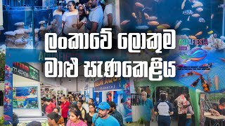 The Biggest Aquarium Fish Festival | අවුරුදු 7කට පස්සේ දැකපු ලංකාවේ ලොකුම මාළු සැණකෙළිය | Pet Talk by Pet Talk 12,411 views 6 months ago 7 minutes, 15 seconds