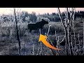 Охота на лося. ШЕСТЬ лосей в одном загоне!!! MOOSE Hunting