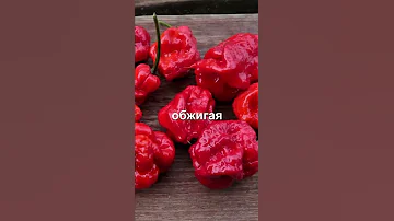 Самый острый перец чили в Мире