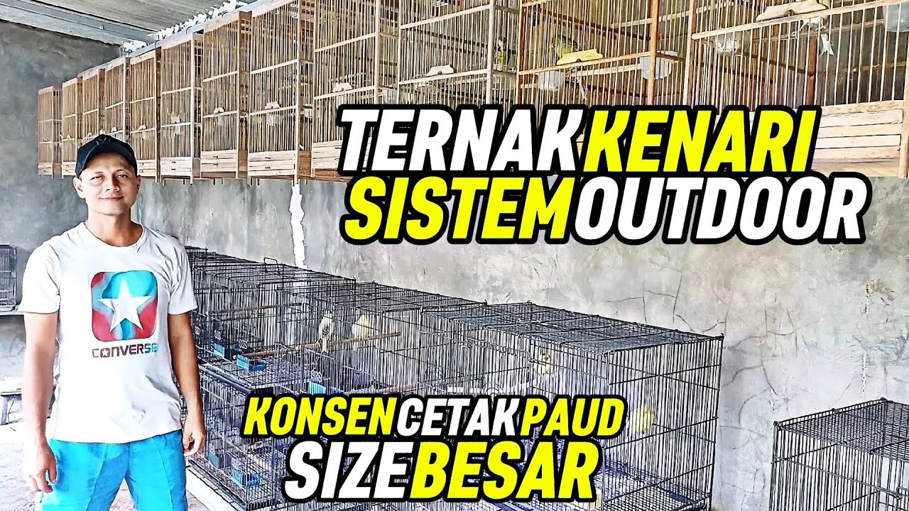 PETERNAK KENARI‼️Sukses cetak paud SIZE BESAR dengan sistem OUTDOOR...