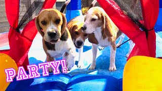 Surprising my BEAGLE Puppies with a Pool and Bounce House Party by Beagle Universe 4,421 views 9 months ago 8 minutes, 6 seconds