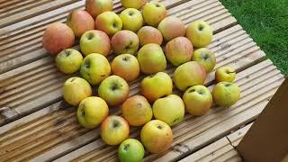 :427: Mid Season Apple Harvest/ سیب کی فصل ، مِڈ سیزن