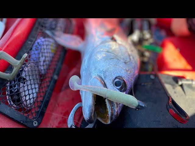 A day on KARUAH RIVER | JEWFISH and FLATHEAD on lures! class=