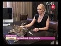 Саванна F1 питомника L'UNICORNE. Всемирный день кошек (TV ТВЦ Настроение)