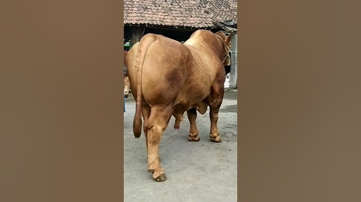 Sapi Terbesar di Indonesia TN Bima Sakti
