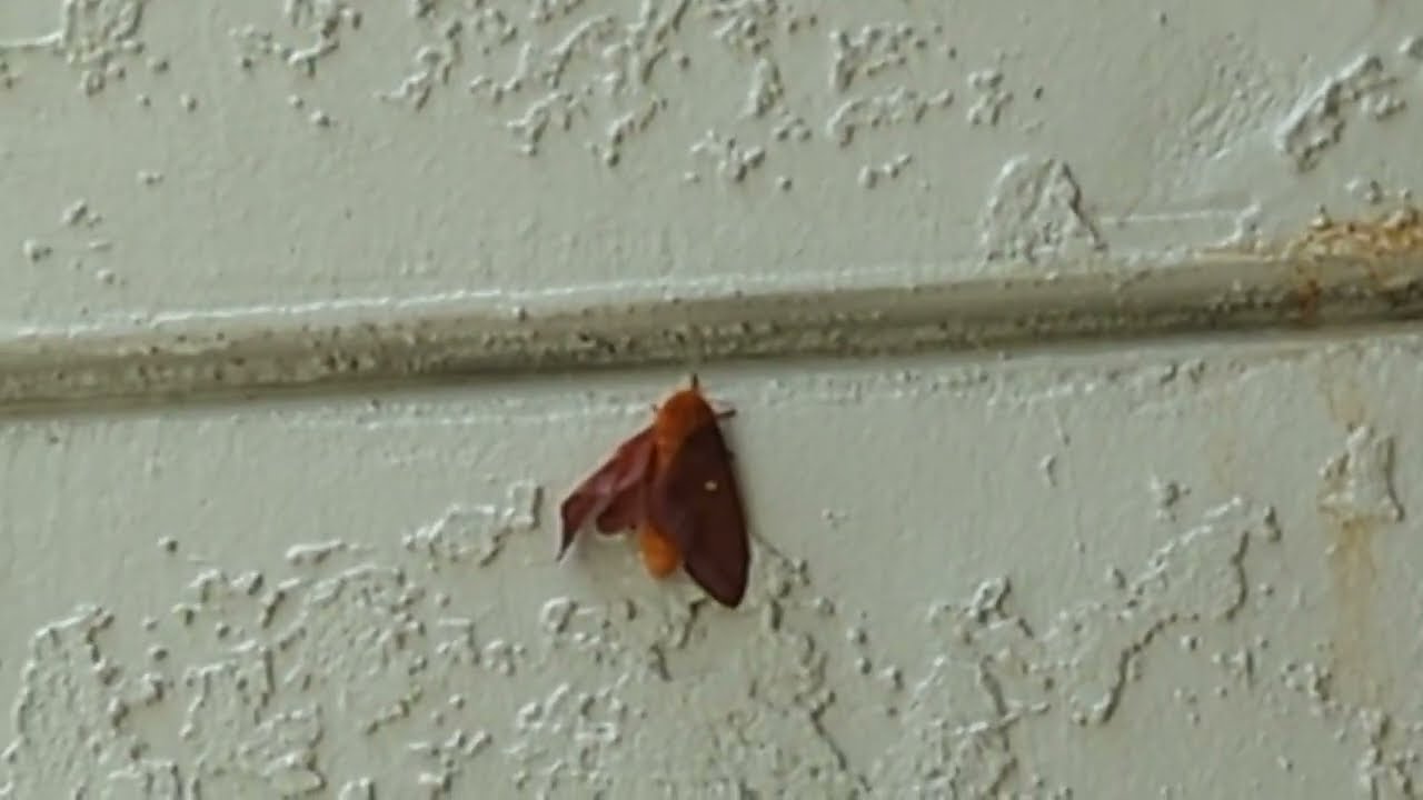 Awesome Orange Tipped Oakworm Moth Adheres to New Stucco Wall at Oviedo Grove Apartments! Florida