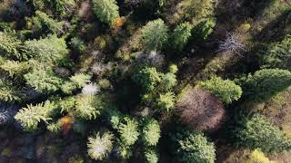 The Carpathian Mountains | Drone Footage, Ukraine 4K