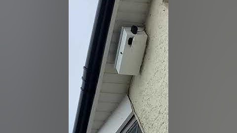 Swift investigating nest box