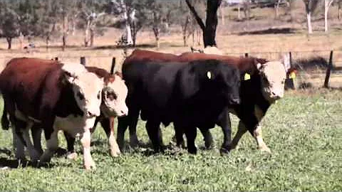 Glenwarrah & Brooksby Bull Sale 2014