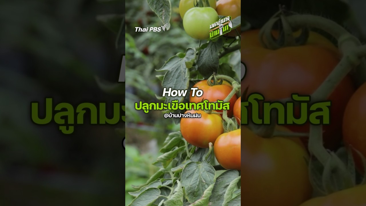 How To ปลูกมะเขือเทศโทมัส #มหาอำนาจบ้านนา #ThaiPBS
