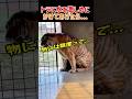 【衝撃】トラにちょい激しめに水をかけてあげたら、思いがけない反応が... #猫 #ねこ #ニャンコ #猫動画 #超巨大猫 #トラ #虎 #咆哮 #面白動画 #shorts