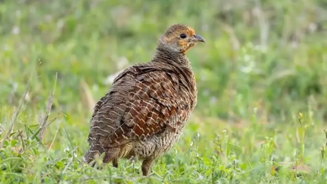 teetar ki shikari awaz teetar voice teetar ki video teetar hunting season teetar ki boli