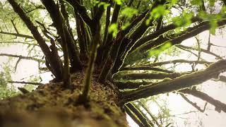 Download Lagu Hongowo - Psybient, Psydub, Psychill Mix MP3 Download Lagu Hongowo - Psybient, Psydub, Psychill Mix MP3