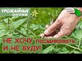 НЕ ПАСЫНКУЙТЕ! ВООБЩЕ! ЭТОТ способ сделает выращивание томата ЛЕГКИМ!