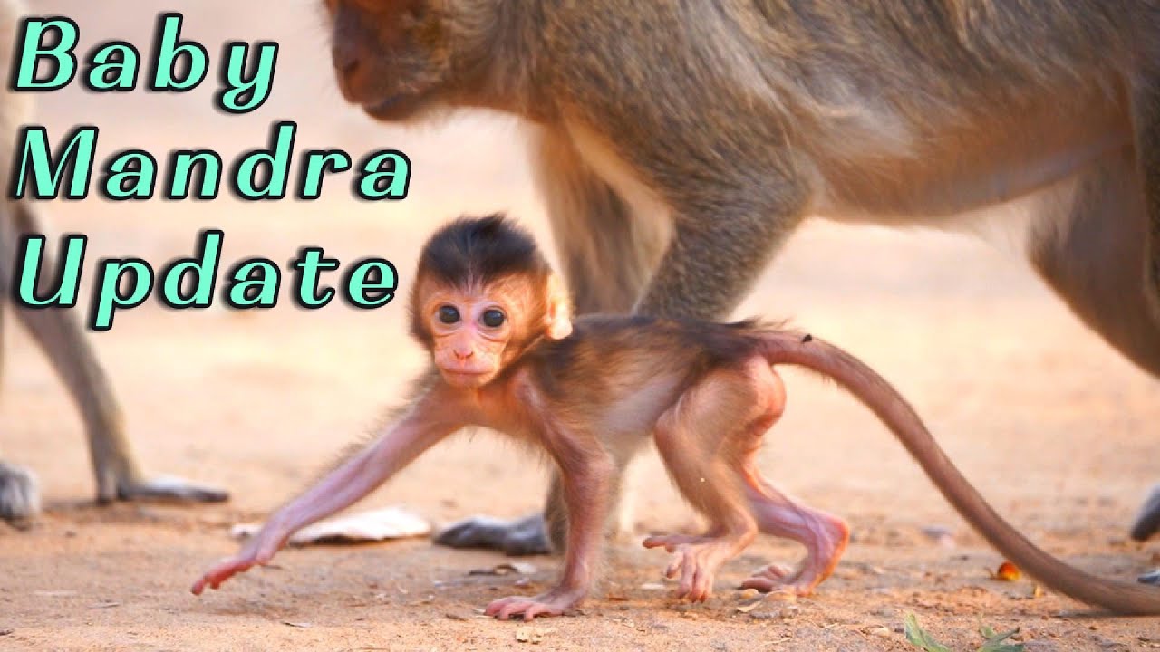 🔴Close-Up Baby Monkey Mandra Walking with Mama Manda 🐒💞 | Long-Tail Macaques Daily Update