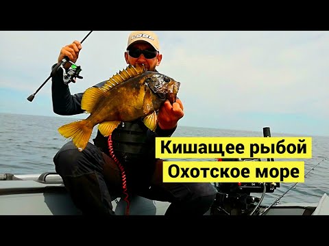 Кишащее рыбой Охотское море / Okhotsk sea. Fish everywhere (Eng Subs)