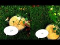 كيف تزرع شتلات الياسمين بطريقه صحيحه