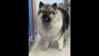 Amazing keeshond CC