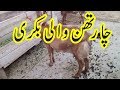 Goat Farming in Pakistan || Amazing goat 4 than wali bakri
