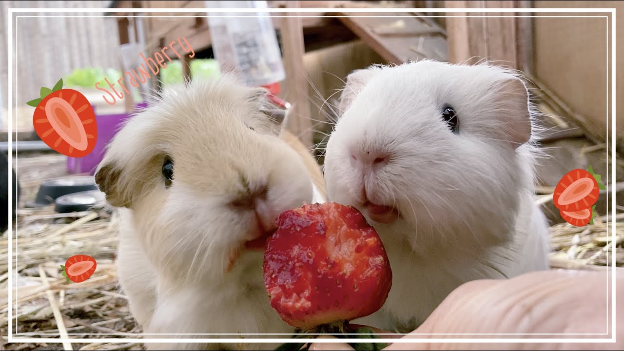 Guinea pigs trying strawberry for the first time YouTube