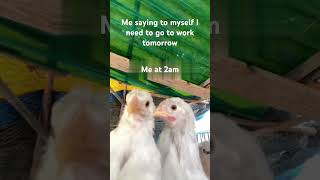 Me saying to myself I need to go to work tomorrow… #funny #edm #memes #chickens
