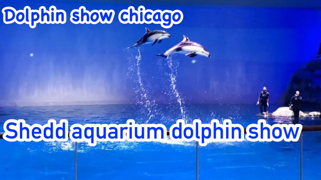 Dolphin show in Chicago shedd aquarium dolphin show shedd aquarium