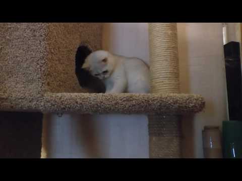 Домик-когтеточка для кота Домик-когтеточка для кота