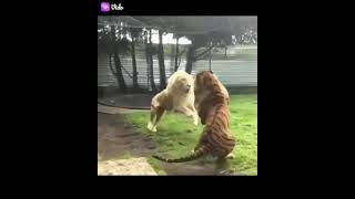 Angry white Lion dominating male Tiger.