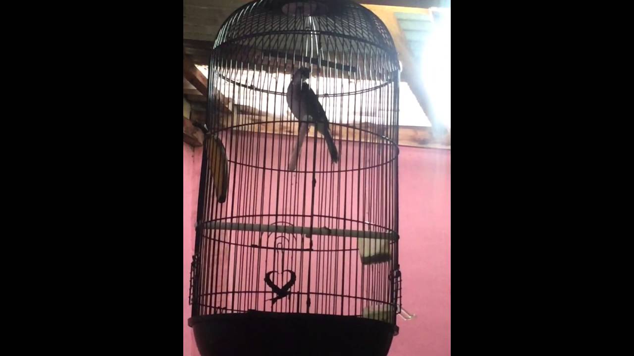 Gambar Anakan Burung Trucukan Umur 1 Minggu Gambar Burung Gambar Anakan Burung Trucukan Umur 1 Minggu Gambar Burung