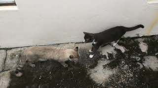 Male cat want to date my cat by Smoky & Animals 713 views 5 months ago 37 seconds