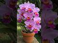 💐different types 🌺 | terrace gardening #shorts #garden #rose #nature #trending #song
