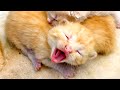 Kittens call their mom cat to feed them. ASMR cute meow and yawn