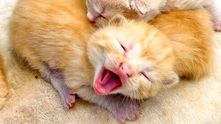 Kittens call their mom cat to feed them. ASMR cute meow and yawn