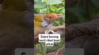 Download Lagu Suara burcil ribut buat mikat MP3