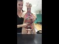 Blood Vessels Lab Part 1: Head and Neck