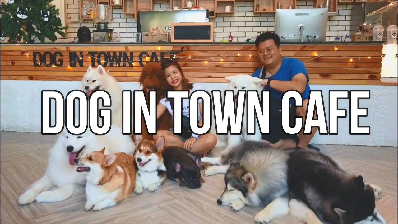 Dog In Town Cafe, Bangkok YouTube