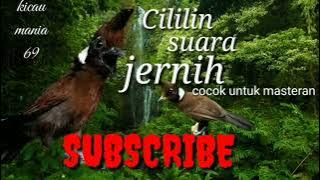 Masteran Cililin jeda 5 menit