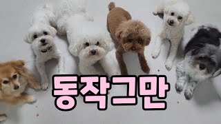 기다려 훈련, 애견훈련사는 이렇게 합니다. 기다려 훈련 꿀팁!!