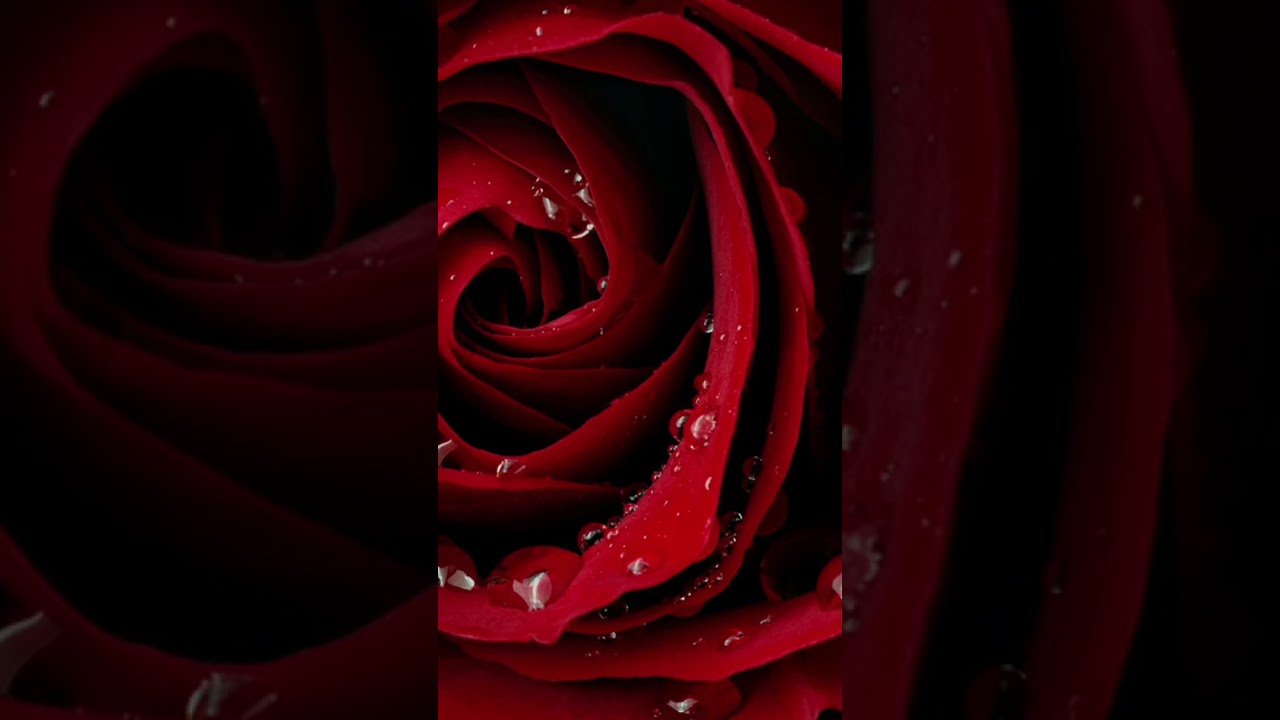 red rose profile pic bd