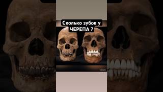 Сколько зубов у ЧЕРЕПА? #зубы #шортс #медицина