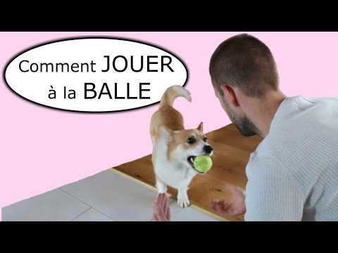 Vidéo: IMPORTANT: Comment apprendre à votre chien à partir ou laisser tomber quelque chose