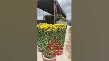 Hoa Cúc Đại Đóa Tết 2022 Khu J 18/12 Al Xuất TP Long Khánh  Công Ty Cp Sx Hoa Cúc Khánh Hoà A Nhàn