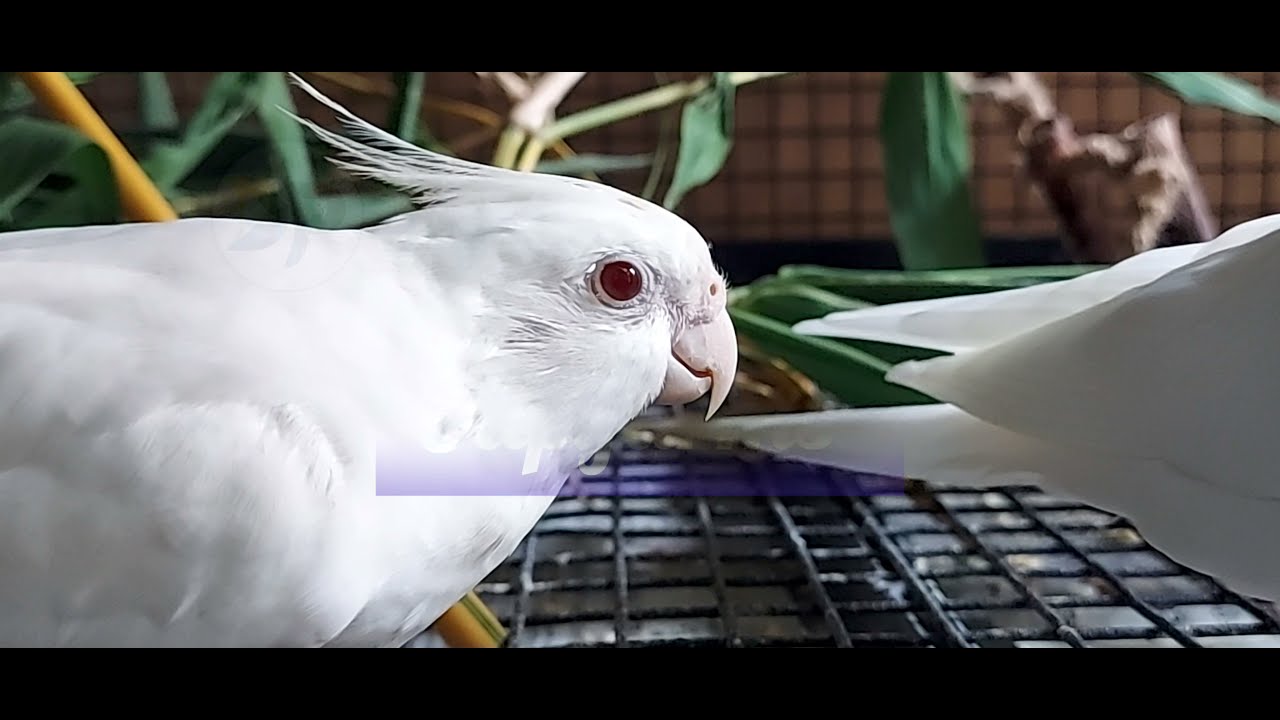 Our Albino Cockatiel Chewing on Bamboo Branches YouTube