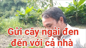 Gửi cây ngải đen đến cả nhà,mong cả nhà đón nhận Đt 0909577542