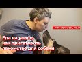 Что случилось, Усы? Еда на прогулке: как приготовить лакомство собаке