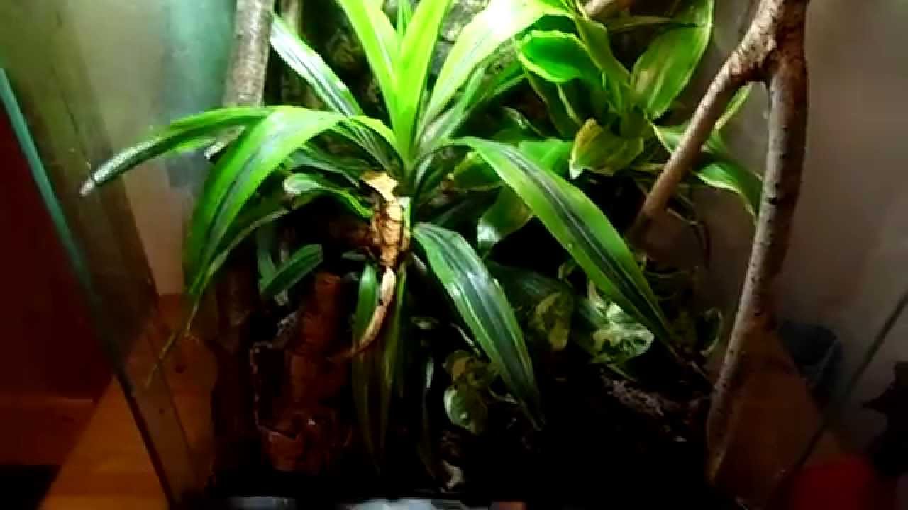 Crested Gecko Naturalistic Vivarium/Terrarium Setup YouTube