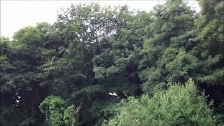 Mini Nutball.wmv