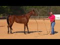 TV UC - Aprenda a observar seu cavalo